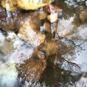 Reflectie van bomen in een waterplas met bladeren die kunstzinnig in elkaar overlopen